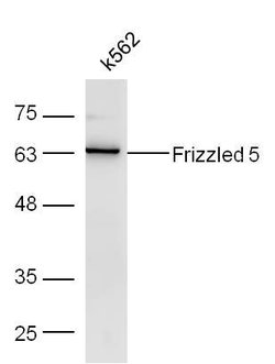 Frizzled 5/8 Rabbit anti-Human, Polyclonal, Bioss 100 &mu;L; Unconjugated:Antibodies,