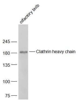 Clathrin heavy chain Rabbit anti-Human, Polyclonal, Bioss 100 &mu;L; Unconjugated:Antibodies,