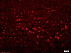 Complement C3 Rabbit anti-Human, Polyclonal, Bioss 100 &mu;L; Unconjugated:Antibodies,