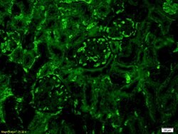 Complement C3 Rabbit anti-Human, Polyclonal, Bioss 100 &mu;L; Unconjugated:Antibodies,