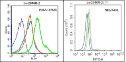HAS1 Rabbit anti-Human, Polyclonal, Bioss 100 &mu;L; Unconjugated:Antibodies,