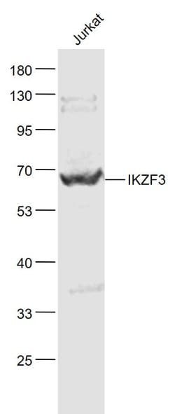 IKZF3 Rabbit anti-Human, Polyclonal, Bioss 100 &mu;L; Unconjugated:Antibodies,