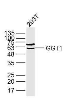 GGT1 Rabbit anti-Human, Polyclonal, Bioss 100 &mu;L; Unconjugated:Antibodies,