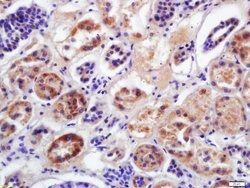 CYP2D6 Rabbit anti-Human, Polyclonal, Bioss 100 &mu;L; Unconjugated:Antibodies,