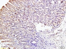 IRF3 Rabbit anti-Human, Polyclonal, Bioss 100 &mu;L; Unconjugated:Antibodies,