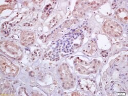 IRF3 Rabbit anti-Human, Polyclonal, Bioss 100 &mu;L; Unconjugated:Antibodies,