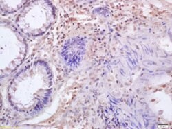 IRF3 Rabbit anti-Human, Polyclonal, Bioss 100 &mu;L; Unconjugated:Antibodies,