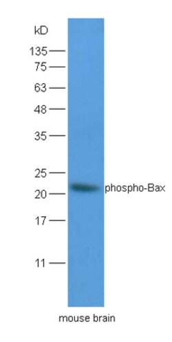 Phospho-Bax (Ser184) Polyclonal Antibody, Bioss 100 &mu;L | Buy Online | Bioss | Fisher Scientific