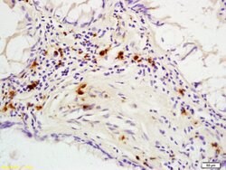 Phospho-p53BP1 (Ser25, Ser29) Rabbit anti-Human Mouse Rat, Polyclonal,