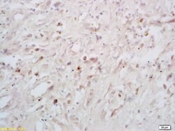 Phospho-p53BP1 (Ser25, Ser29) Rabbit anti-Human Mouse Rat, Polyclonal,