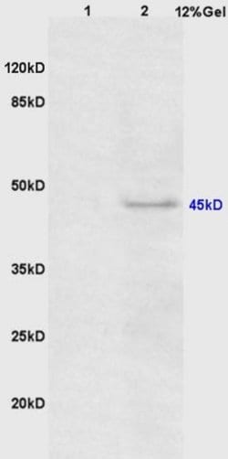 Phospho-CEBP alpha (Thr226) Rabbit anti-Human, Polyclonal, Bioss 100 &mu;L | Buy Online | Bioss | Fisher Scientific