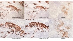 Phospho-CSF1R (Tyr723) Rabbit anti-Human, Polyclonal, Bioss 100 &mu;L;