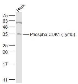 Phospho-CDK1 (Tyr15) Rabbit anti-Human, Polyclonal, Bioss 100 &mu;L; Unconjugated:Antibodies,