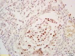 Phospho-cdc25C (Ser216) Rabbit anti-Human, Polyclonal, Bioss 100 &mu;L;