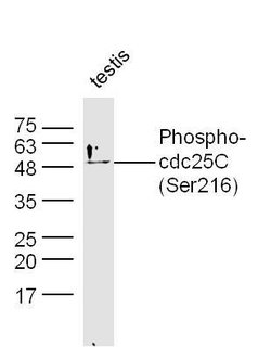 Phospho-cdc25C (Ser216) Rabbit anti-Human, Polyclonal, Bioss 100 &mu;L;