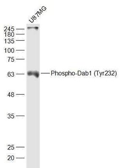 Phospho-Dab1 (Tyr232) Rabbit anti-Human, Polyclonal, Bioss 100 &mu;L; Unconjugated:Antibodies,