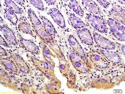 Phospho-FoxO3a (Ser318, Ser321) Rabbit anti-Human Mouse Rat, Polyclonal,