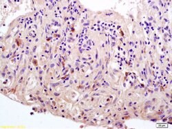 Phospho-c-Fos (Thr325) Rabbit anti-Human, Polyclonal, Bioss 100 &mu;L;