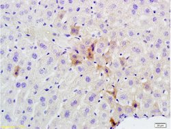 Phospho-GCN2 (Thr667) Rabbit anti-Human, Polyclonal, Bioss 100 &mu;L; Unconjugated:Antibodies,