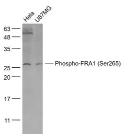 Phospho-FRA1 (Ser265) Rabbit anti-Human, Polyclonal, Bioss 100 &mu;L; Unconjugated:Antibodies,