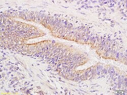 Phospho-FAK (Tyr576, Tyr577) Rabbit anti-Human Mouse Rat, Polyclonal, Bioss