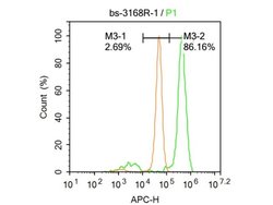 Phospho-Glucocorticoid Receptor (Ser211) Rabbit anti-Human, Polyclonal,