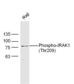 Phospho-IRAK1 (Thr209) Rabbit anti-Human, Polyclonal, Bioss 100 &mu;L;