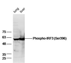 Phospho-IRF3 (Ser396) Rabbit anti-Human, Polyclonal, Bioss 100 &mu;L; Unconjugated:Antibodies,