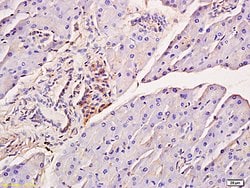 Phospho-IRF7 (Ser471, Ser472) Rabbit anti-Human Mouse Rat, Polyclonal,