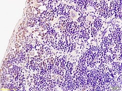 Phospho-IRF7 (Ser471, Ser472) Rabbit anti-Human Mouse Rat, Polyclonal,