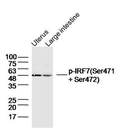 Phospho-IRF7 (Ser471, Ser472) Rabbit anti-Human Mouse Rat, Polyclonal,