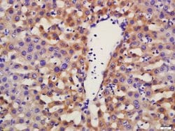 Phospho-FGFR1 (Tyr653, Tyr654) Rabbit anti-Human Mouse Rat, Polyclonal,