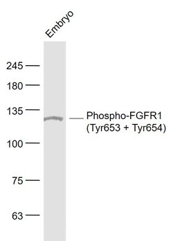 Phospho-FGFR1 (Tyr653, Tyr654) Rabbit anti-Human Mouse Rat, Polyclonal,