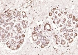 Phospho-HER4 (Tyr1284) Rabbit anti-Human, Polyclonal, Bioss 100 &mu;L;