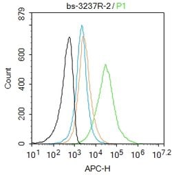 Phospho-IKK alpha/beta (Ser176, Ser180) Rabbit anti-Human, Polyclonal,