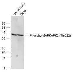 Phospho-MAPKAPK2 (Thr222) Rabbit anti-Human, Polyclonal, Bioss 100 &mu;L | Buy Online | Bioss | Fisher Scientific
