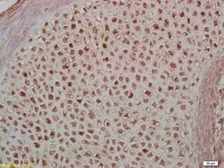 Phospho-MEF2A (Thr312) Rabbit anti-Human, Polyclonal, Bioss 100 &mu;L | Buy Online | Bioss | Fisher Scientific