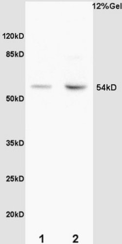 Phospho-MEF2A (Thr312) Rabbit anti-Human, Polyclonal, Bioss 100 &mu;L | Buy Online | Bioss | Fisher Scientific