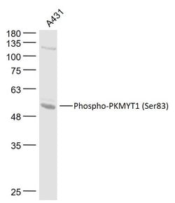 Phospho-Myt1 (Ser83) Rabbit anti-Human, Polyclonal, Bioss 100 &mu;L; Unconjugated:Antibodies,