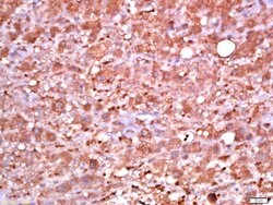 Phospho-PDK1 (Ser241) Rabbit anti-Human, Polyclonal, Bioss 100 &mu;L; Unconjugated:Antibodies,