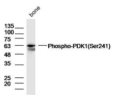 Phospho-PDK1 (Ser241) Rabbit anti-Human, Polyclonal, Bioss 100 &mu;L; Unconjugated:Antibodies,