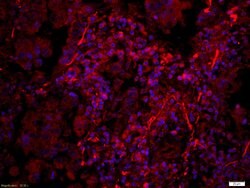 Phospho-PERK (Thr980) Rabbit anti-Human, Polyclonal, Bioss 100 &mu;L; Unconjugated:Antibodies,