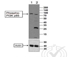 Phospho-PI3 kinase p85 alpha/gamma (Tyr467, Tyr199) Rabbit anti-Human Mouse