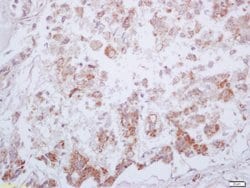 Phospho-PKM2 (Tyr105) Rabbit anti-Human, Polyclonal, Bioss 100 &mu;L; Unconjugated:Antibodies,