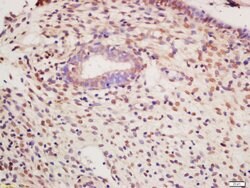 Phospho-PKM2 (Tyr105) Rabbit anti-Human, Polyclonal, Bioss 100 &mu;L; Unconjugated:Antibodies,