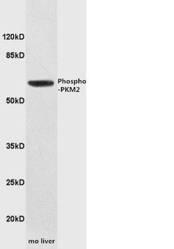 Phospho-PKM2 (Tyr105) Rabbit anti-Human, Polyclonal, Bioss 100 &mu;L; Unconjugated:Antibodies,
