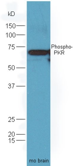 Phospho-PKR (Thr446) Rabbit anti-Human, Polyclonal, Bioss 100 &mu;L; Unconjugated:Antibodies,