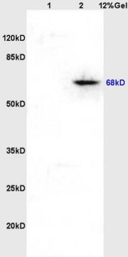 Phospho-Paxillin (Tyr118) Rabbit anti-Human, Polyclonal, Bioss 100 &mu;L;
