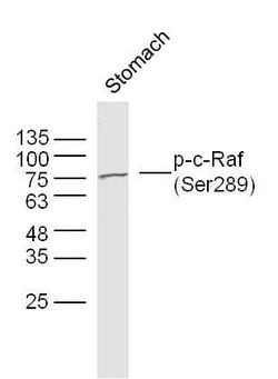 Phospho-c-Raf (Ser289) Rabbit anti-Human, Polyclonal, Bioss 100 &mu;L | Buy Online | Bioss | Fisher Scientific