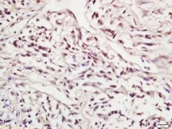 Phospho-SIRT1 (Ser47) Rabbit anti-Human, Polyclonal, Bioss 100 &mu;L; Unconjugated:Antibodies,